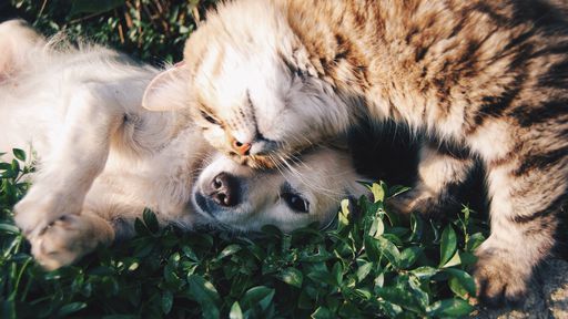 Quem é mais inteligente, o gato ou o cachorro?