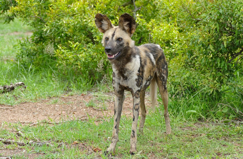 Os mabecos, ou cães-selvagens-africanos, são muito sociais e também podem fazer expressões faciais como os cães domésticos (Imagem: Bernard DUPONT/CC-BY-S.A-2.0) 