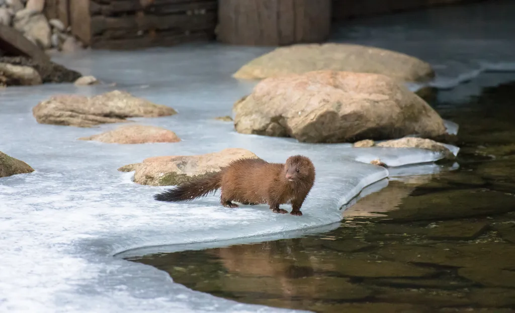 Thousands of animals killed on several farms around the world following the outbreak of the mink covid epidemic (Photo: Prazanthy Ramesh / Unsplash)