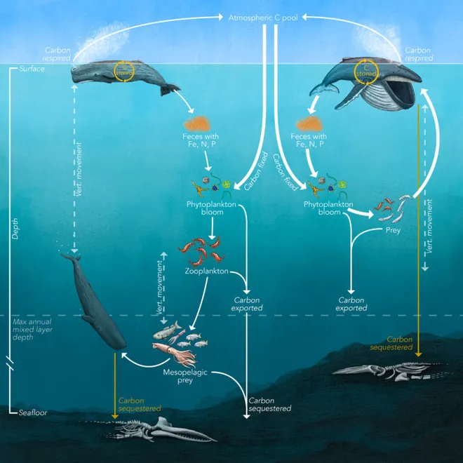 Diagrama dos autores do estudo mostra o fluxo de carbono promovido pelas baleias (Imagem: Imagem: Reprodução/Pearson et al.)