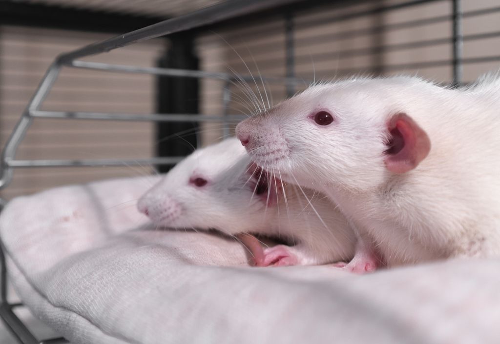 Pesquisa norte-americana descobre tratamento que faz roedores eliminarem gordura através do suor (Imagem: Reprodução/Riccardo Ragione/Unsplash)