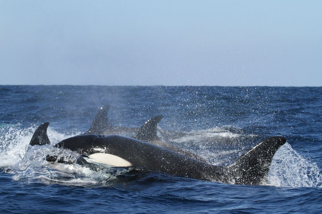 As orcas são animais bastante sociais, tendo rituais para saudação quando encontram outros grupos da espécie no mar e aparentemente 