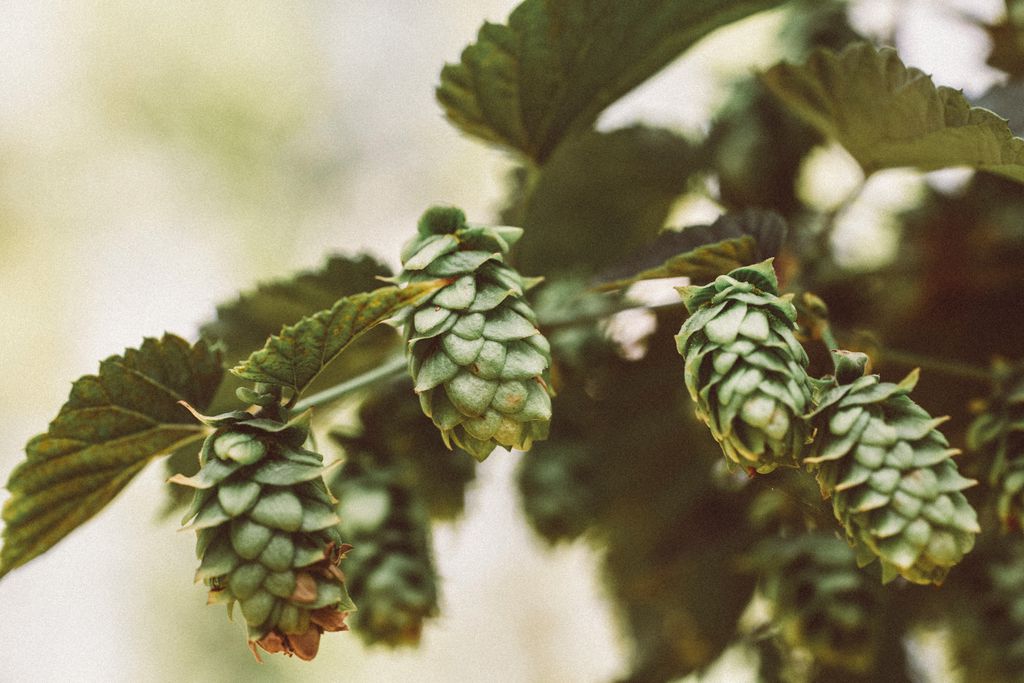 Lúpulo, que dá amargor à cerveja, é eficaz contra chikungunya em estudos (Imagem: Markus Spiske/Unsplash)