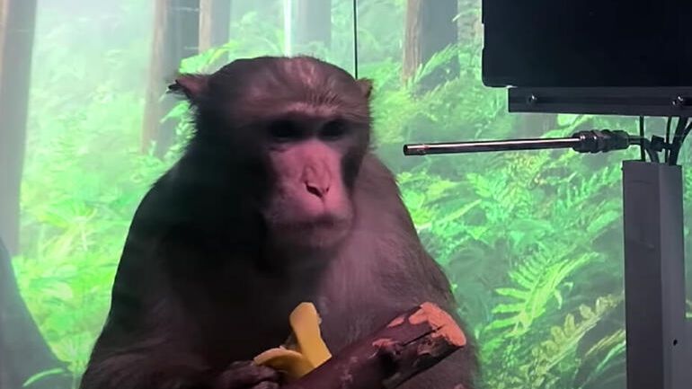 Macaco consegue jogar game utilizando somente o pensamento através