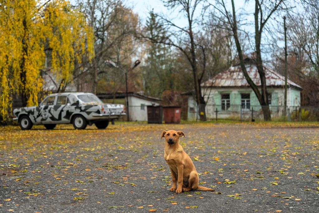 Há cães e javalis na Zona de Exclusão de Chernobyl, mas como? Simples: as mutações não foram maléficas o suficiente para lhes causar mal (Imagem: Jorge Franganillo/CC-BY-3.0)