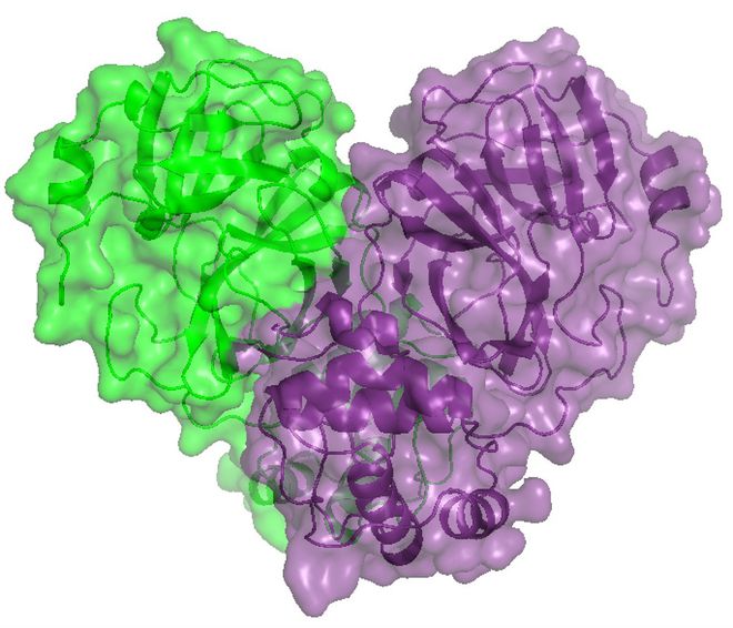 Imagem em 3D de proteína do novo coronavírus (Imagem: Sirius/CNPEM/Divulgação)