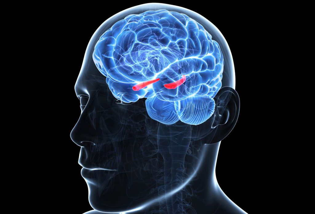 Em vermelho, a região do cérebro relacionado à síndrome de Down (Fonte: Physiological Soul)