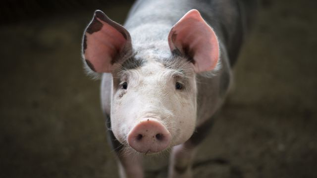 Inovação suína: da doação de órgãos para humanos ao bacon de laboratório