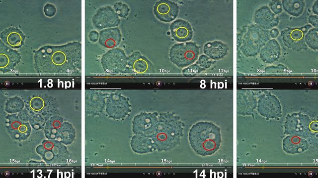 Morioka et al, 2024/Journal of Microbiology & Biology