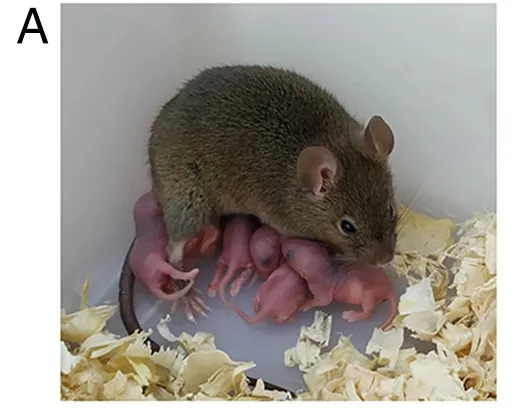 Experimento com roedores desenvolve óvulos não fecundados (Imagem: Reprodução/Wei et al., 2022/PNAS)