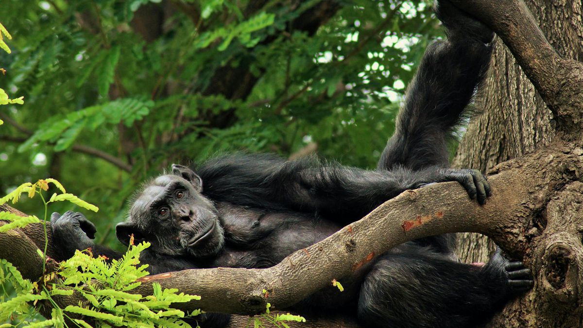 Pesquisa sugere que chimpanzés têm ritmo e música pode ser anterior a humanos