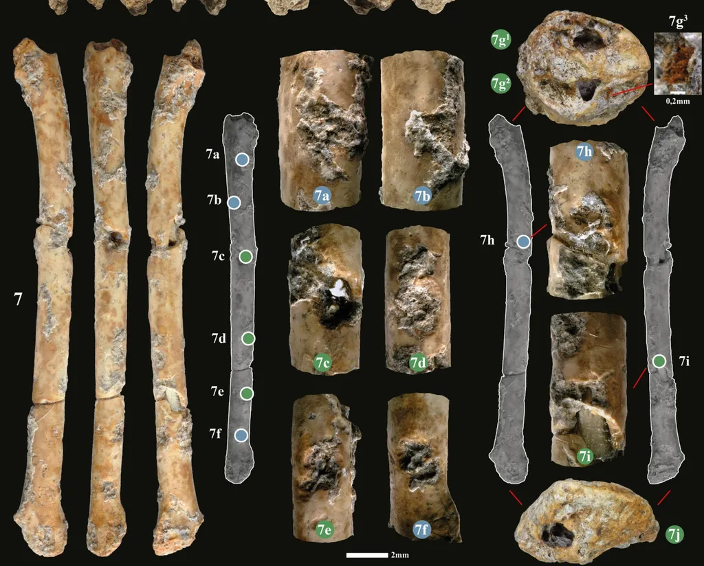 Alguns detalhes das flautas de osso encontradas em Israel, os instrumentos mais antigos a imitar o canto de pássaros do mundo (Imagem: Davin et al./Scientific Reports)