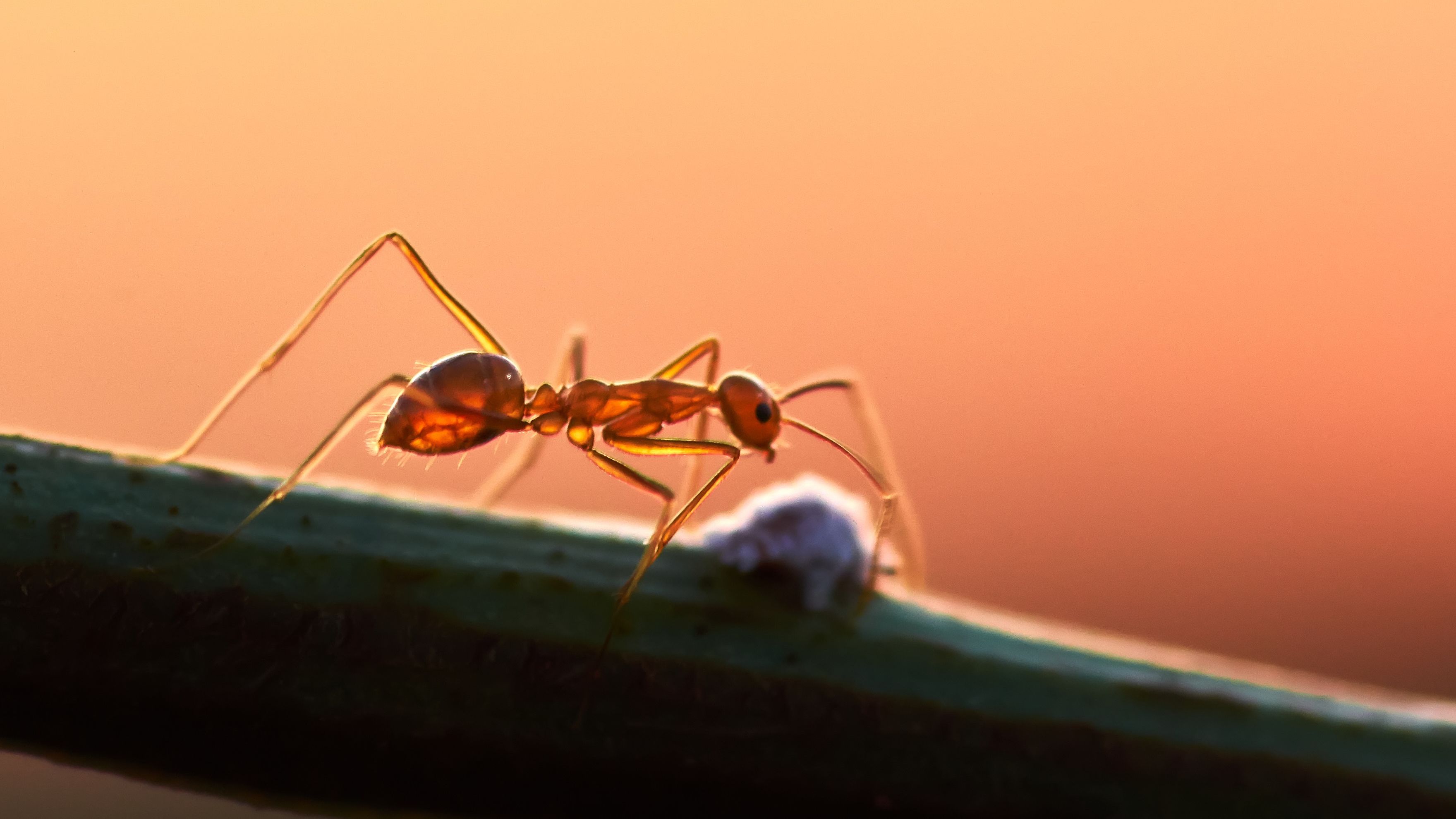 Los rasgos faciales ayudan a la hormiga a sobrevivir