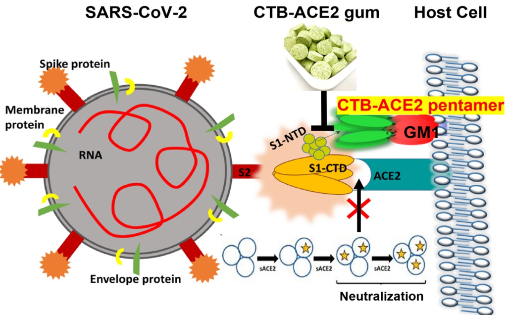 Cientistas misturaram chiclcete a uma proteína chamada ACE2 para conter o vírus (Imagem: Daniell et al, 2021)