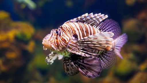 Peixe invasor e venenoso é encontrado pela 3ª vez em Fernando de Noronha