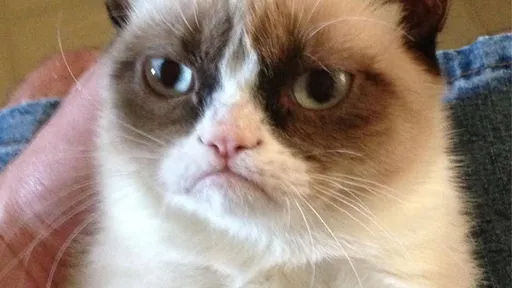 Morre Grumpy Cat, gata “rabugenta” que fez sucesso na internet