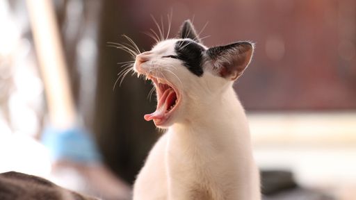 Gatos têm boa resposta imune ao coronavírus e podem ajudar na vacina, diz estudo