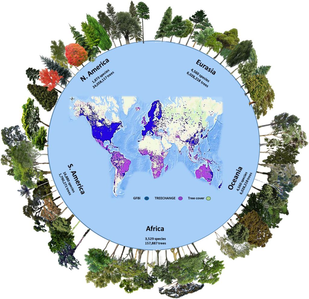 O gráfico mostra a quantidade de espécies de árvores distribuídas em cada continente (Imagem: Reprodução/Roberto Cazzolla Gatti et al.)
