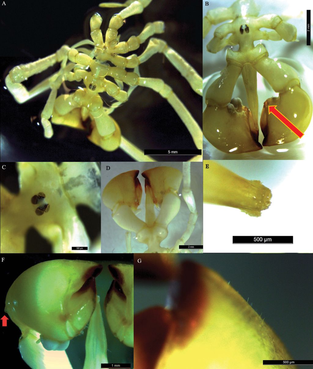 As curiosas características da nova aranha-do-mar, descoberta por pesquisadores vivendo no Oceano Antártico (Imagem: Zehnpfennig, Mahon/Zookeys)