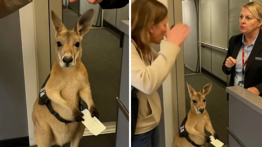 Vídeo feito por IA de canguru em aeroporto