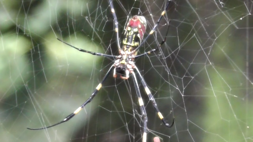 A aranha da espécie Trichonephila clavata finge de morta quando sente "medo" (Imagem: The Nature Box/Wikimedia Commons)