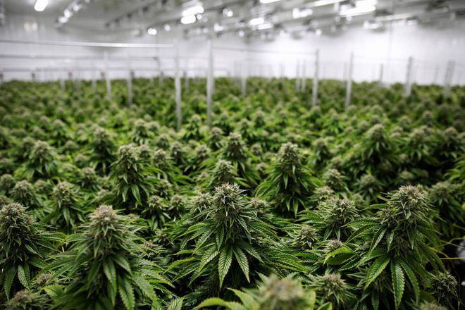 Pesquisa canadense testa cannabis contra a COVID-19 (Foto: Bair Gable/ Reuters)