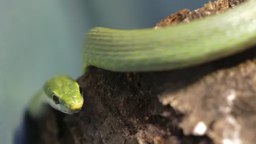 Cacho de cobra-verde encontrado no Sul lança luz a fenômeno raro da biologia