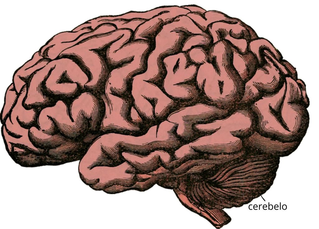 Localizado na parte inferior e posterior do cérebro, o cerebelo é responsável pelo equilíbrio e aprendizado motor (Imagem: holdendrils/Pixabay)
