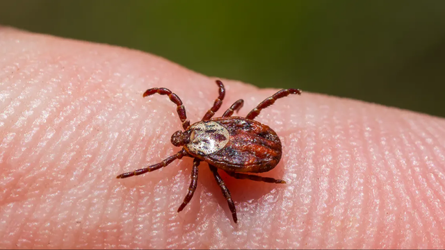 East End Tick & Mosquito Control