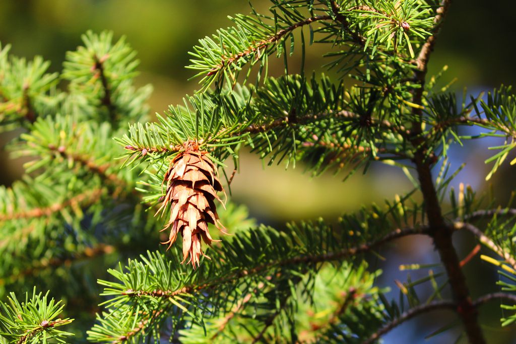 O abeto-de-douglas é uma espécie nativa do oeste norte-americano (Imagem: Reprodução/manfredrichter/Pixabay)