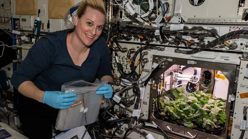 Rabanetes cultivados na ISS foram colhidos e consumidos pela primeira vez