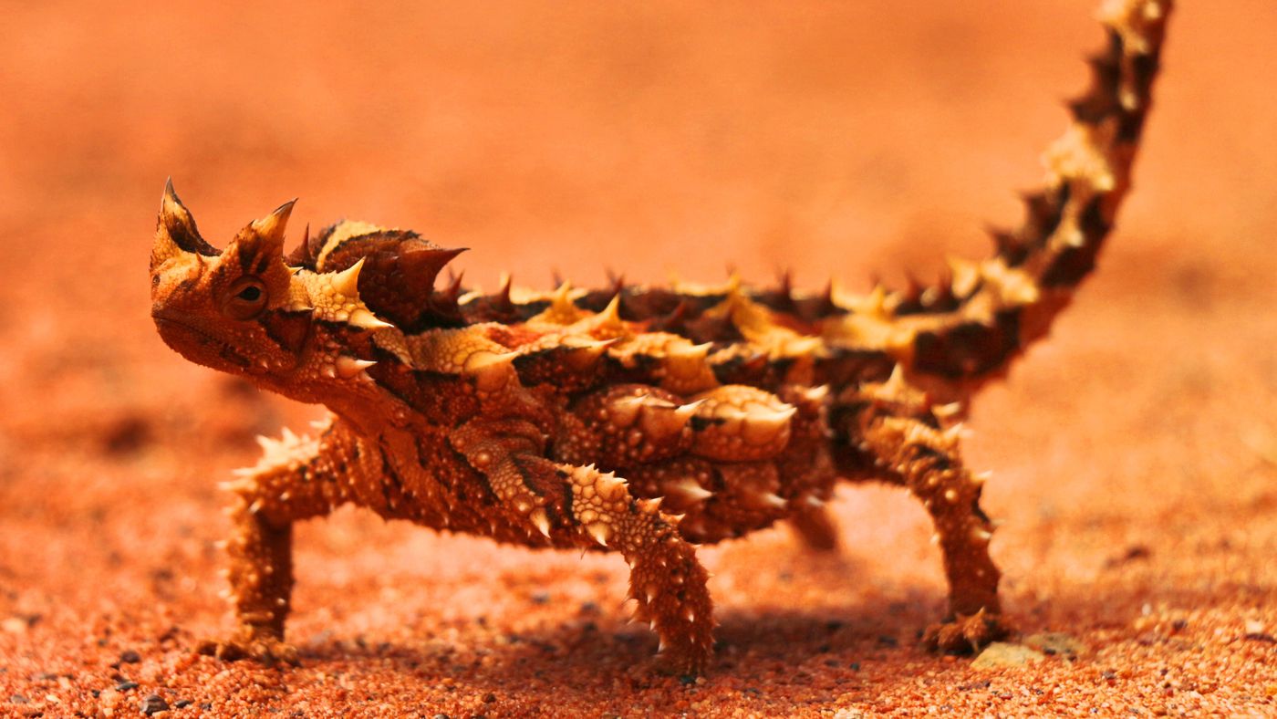 Animais do deserto! 5 espécies excêntricas que suportam altas temperaturas