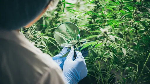 Cientistas usam vírus para produzir 20% mais THC em variante de cannabis