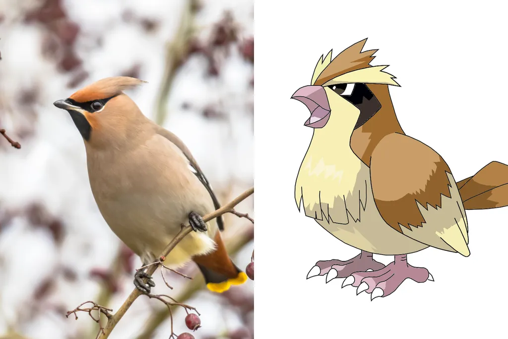 Fã de Pokémon encontra pássaro real muito parecido com o Pidgey