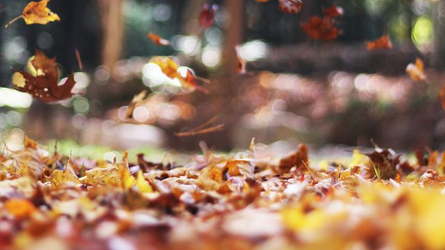 Autumn Mott Rodeheaver/Unsplash