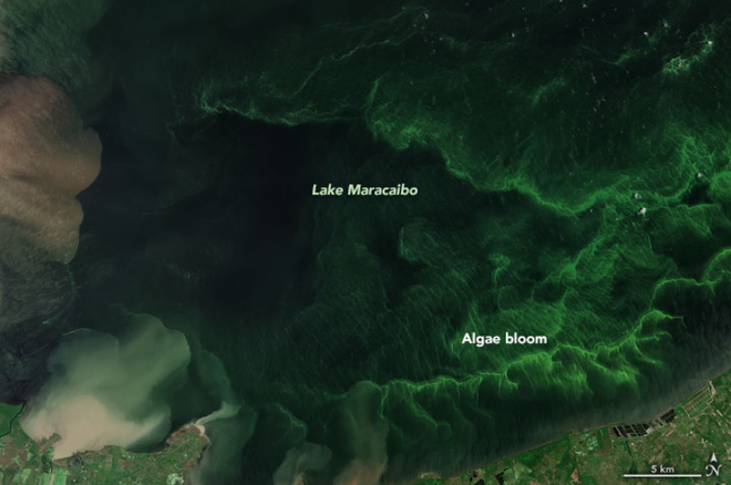 Intensa floração de algas no Lago de Maracaibo, na Venezuela (Imagem: Reprodução/NASA Earth Observatory)