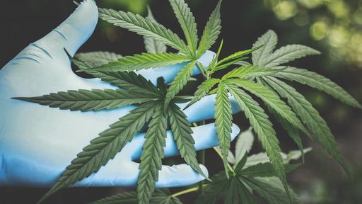 Medicina do Futuro: fizemos o teste genético da Proprium, que mira em cannabis