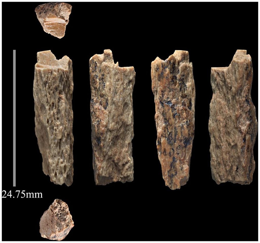 Tudo que Denny, a híbrida entre denisovano e neandertal deixou para a posteridade foram restos de seus dedos, o suficiente para descobrirmos coisas fascinantes sobre a evolução humana (Imagem: Brown et al./Scientific Reports)