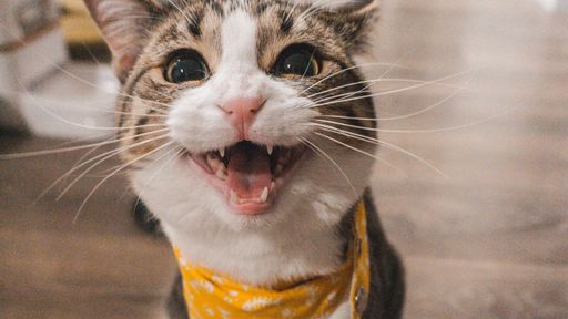 Sete vidas? Não! Gatos têm 7 traços de personalidade, segundo estudo