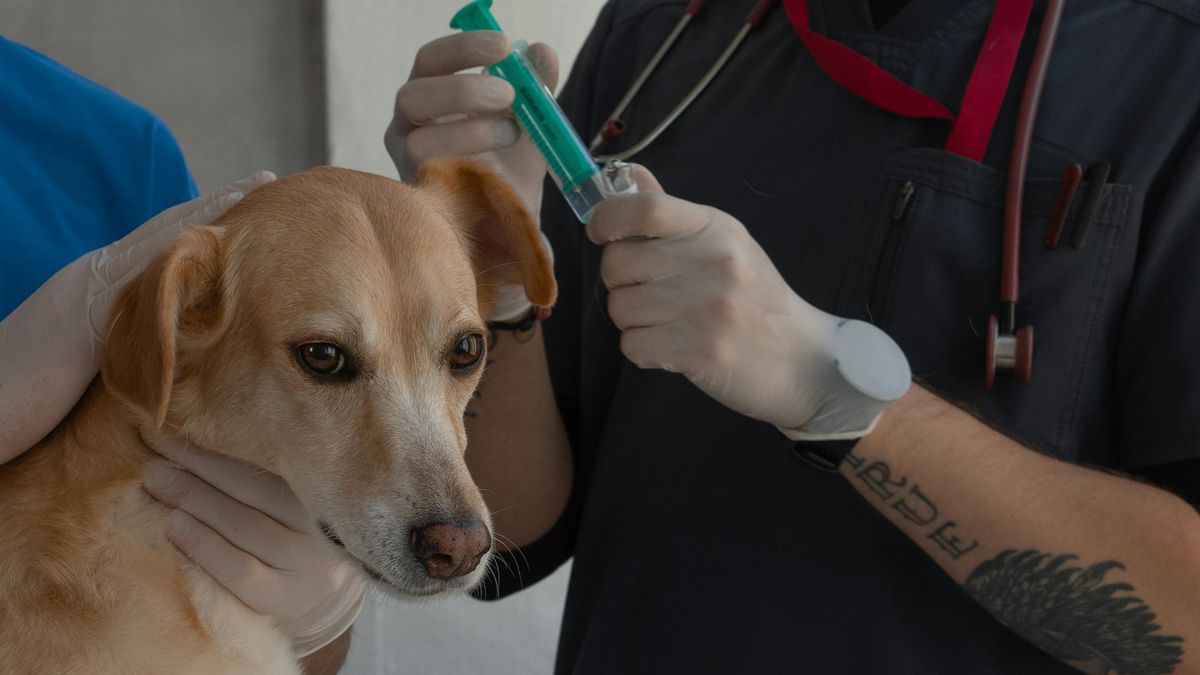 Vacina contra câncer para cães dobra taxa de sobrevivência - Canaltech