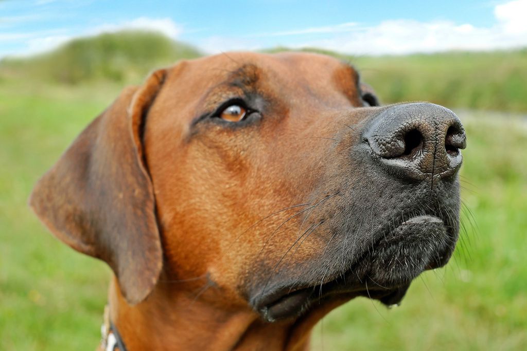 Cachorros, se bem treinados, podem ajudar humanos no diagnóstico (Imagem: Couleur/Pixabay)
