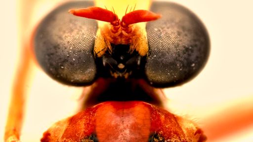 Mosca Deadpool? Cientistas nomeiam insetos em homenagem à Marvel