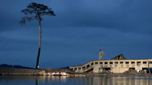 Campanha no Facebook tenta salvar a última árvore que sobreviveu ao tsunami