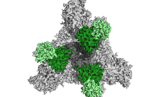 SARS-CoV-2 S ligado por um anticorpo neutralizante (Imagem: Reprodução/Laboratório de C. Barnes / Björkman)