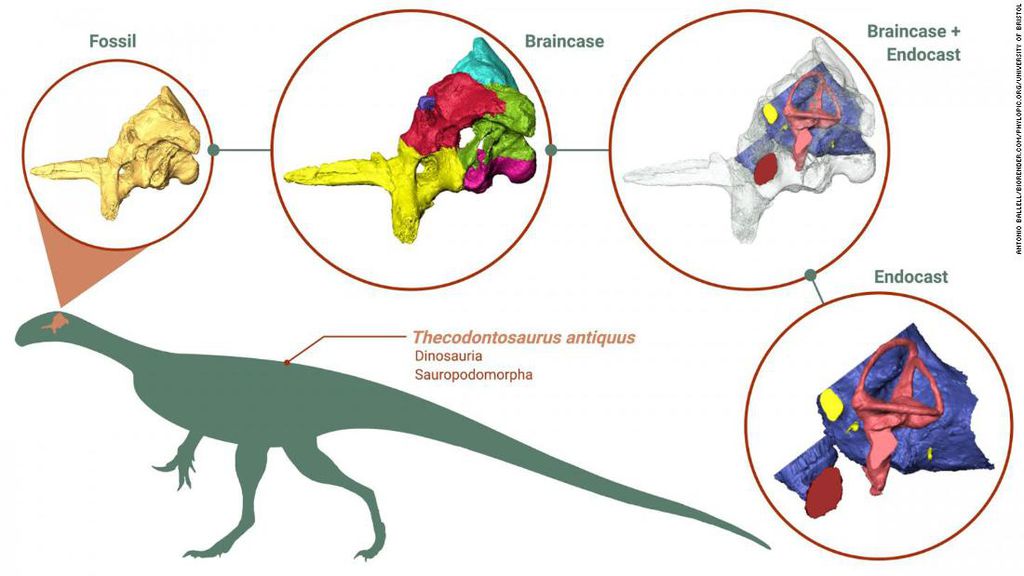 Reconstrução digital de cérebro de dinossauro traz surpresas sobre seus hábitos