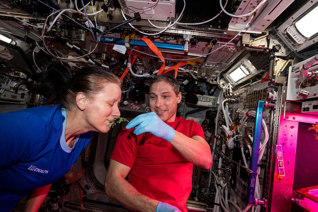 Os astronautas da NASA Shannon Walker e Mike Hopkins coletam amostras de folhas. (Imagem: Reprodução/NASA)