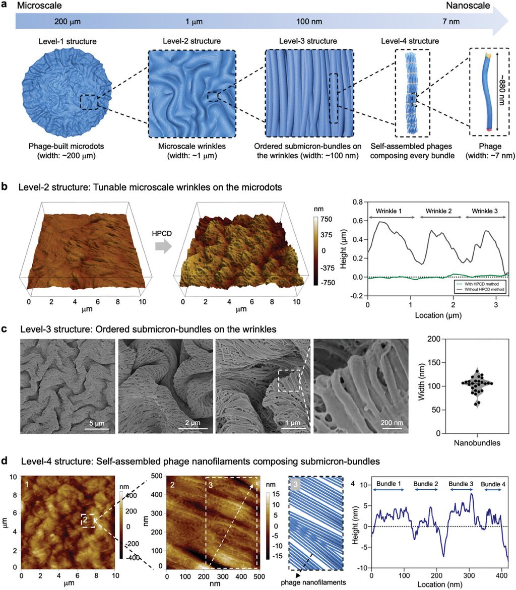 O estudo analisou em detalhes a nova formação viral, encontrando diversas funções aprimoradas garantidas pela junção (Imagem: Tian et al./Advanced Functional Materials)