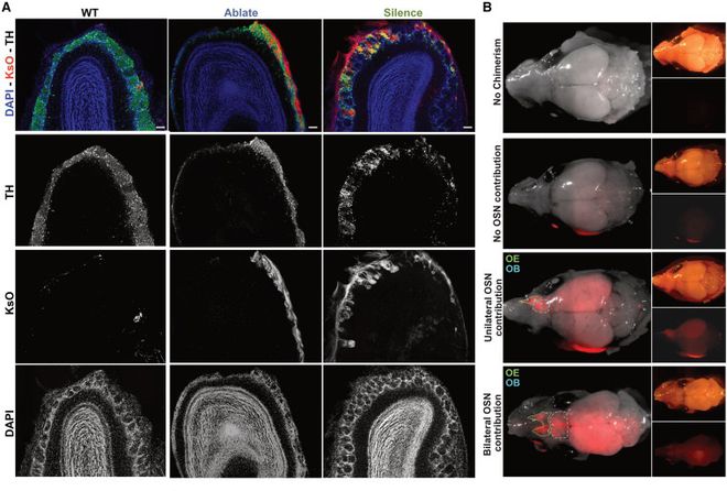Cérebro híbrido de rato e camundongo (Imagem: Throesch et al, Cell/2024)