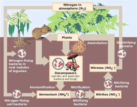 Ilustração do ciclo do nitrogênio mostrando como bactérias no solo absorve este elemento da atmosfera para então ele ser transferido a outros seres vivos (Imagem: Domínio Público)