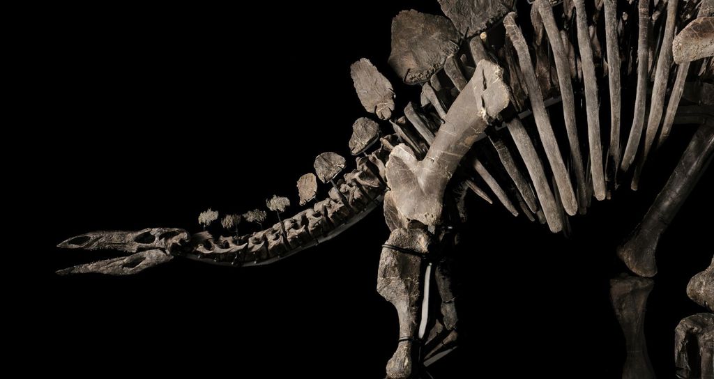 O estegossauro Apex bateu recordes com seu leilão, trazendo novamente a discussão ética sobre venda de fósseis (Imagem: Matthew Sherman/Sotheby’s)